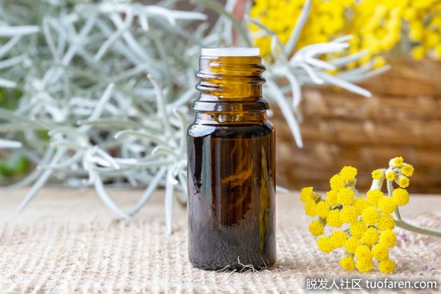 【圖】蠟菊精油對頭髮的功效