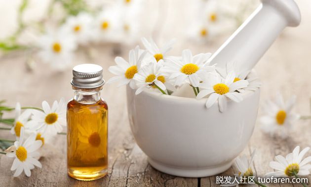 【圖】洋甘菊精油護髮