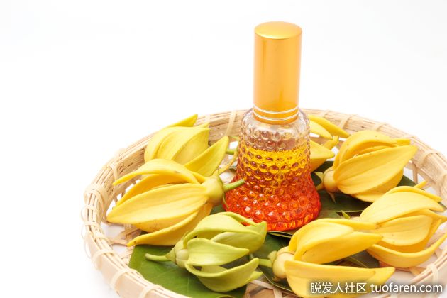 【圖】依蘭精油護髮