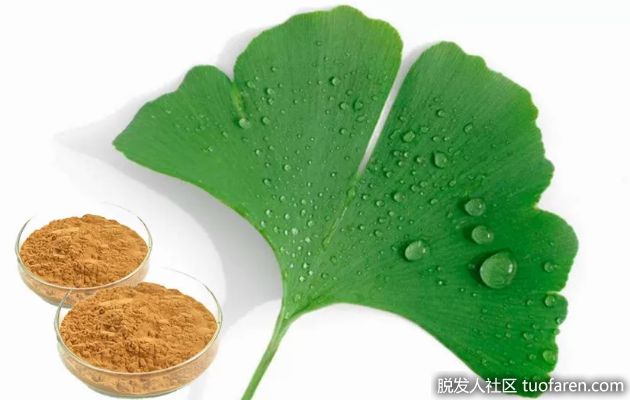 【圖】銀杏葉粉對健康有什麼好處？