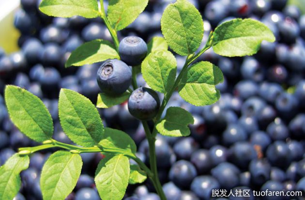 【圖】越桔補充劑的好處是什麼？