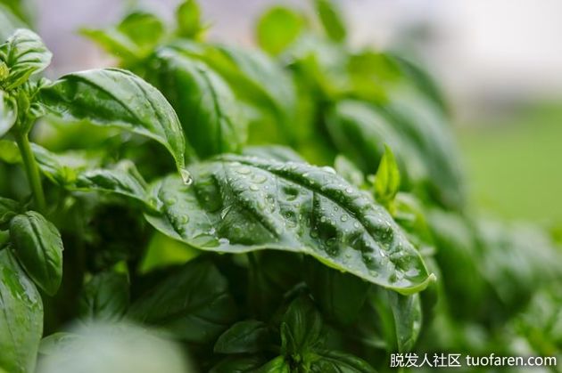 【圖】用草藥淋浴清洗頭皮！