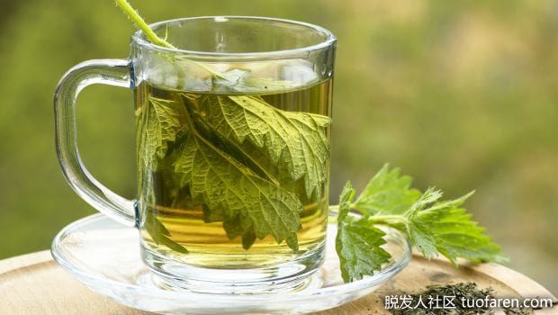 【圖】蕁麻茶的益處和副作用