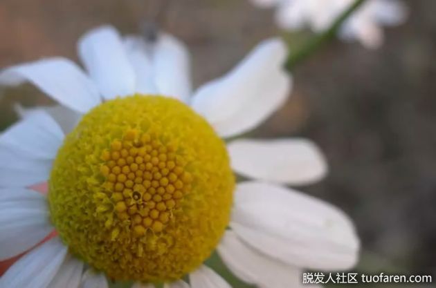 【圖】如何製作洋甘菊精油