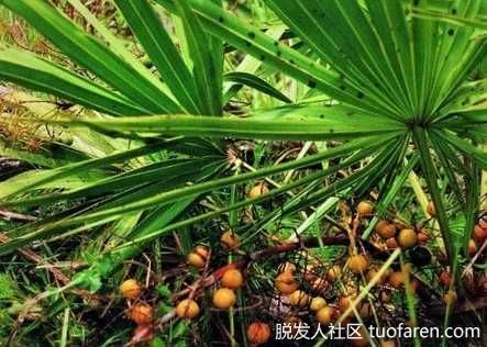 【圖】應該服用多少鋸棕櫚來阻止DHT