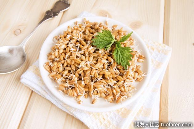 【圖】小麥胚芽中維生素E的含量