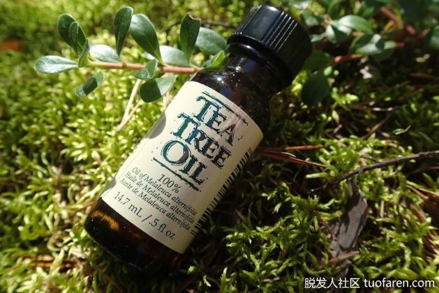 【圖】茶樹油的使用方法（用於頭皮乾燥）