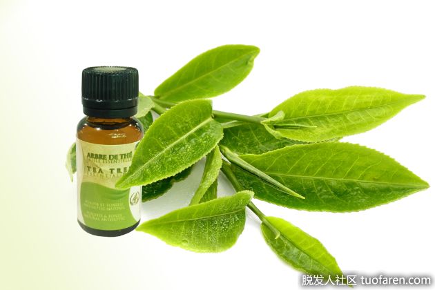 【圖】茶樹油的使用方法(用於頭皮剝落)