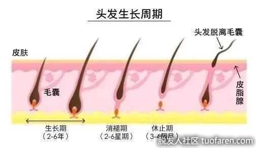 【圖】什麼是休止期脱髮？