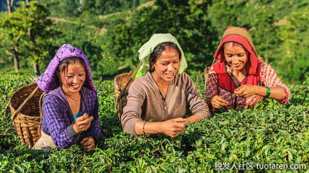 【圖】大吉嶺茶的好處