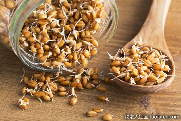 【圖】小麥胚芽的功效