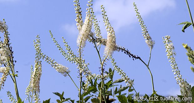 【圖】黑升麻的好處