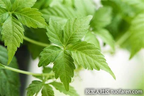 【圖】絞股藍的好處