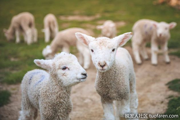 【圖】羔羊肉的好處