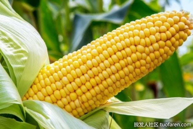 【圖】玉米的好處