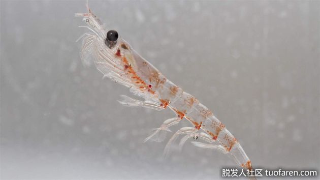 【圖】磷蝦的健康益處