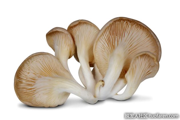 【圖】平菇的好處