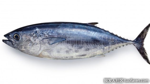 【圖】金槍魚的好處