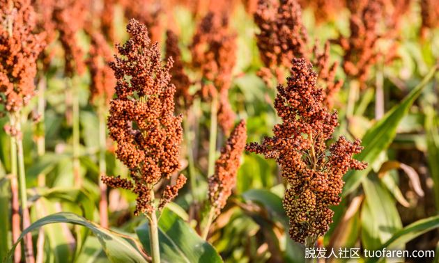 【圖】高粱的健康效益