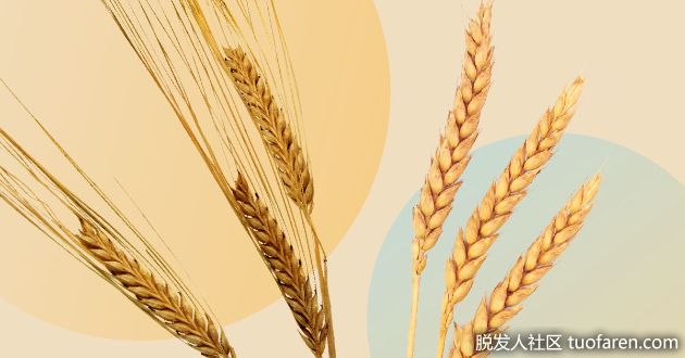 【圖】燕麥，小麥，糙米