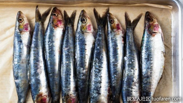 【圖】沙丁魚的好處