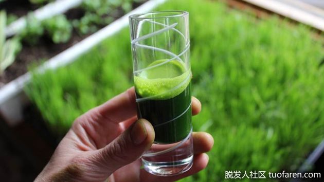 【圖】小麥草汁的好處