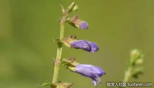 【圖】黃芩的好處
