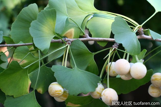 【圖】銀杏的好處
