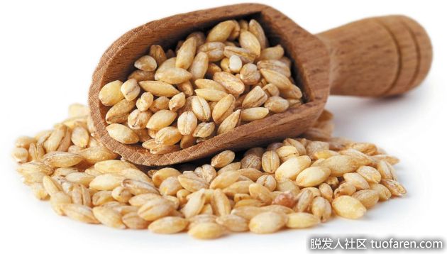 【圖】大麥的好處