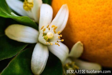 【圖】橙花精油的好處