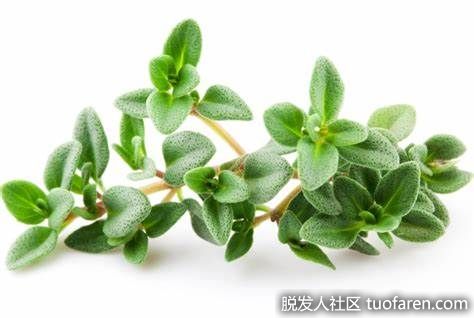 【圖】百里香對皮膚的功效