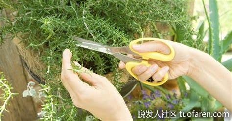 【圖】百里香的22個主要功效和作用