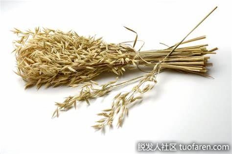 【圖】燕麥秸稈的好處