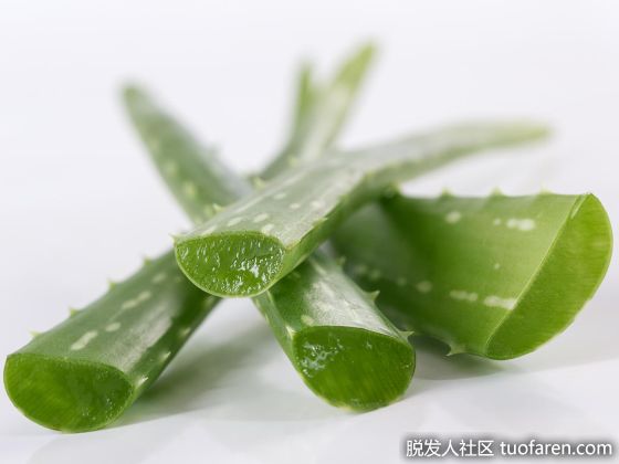 【圖】油性頭髮怎麼改善：蘆薈適合油性頭髮