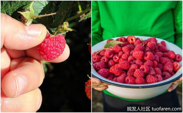 【圖】覆盆子對頭髮的美容益處