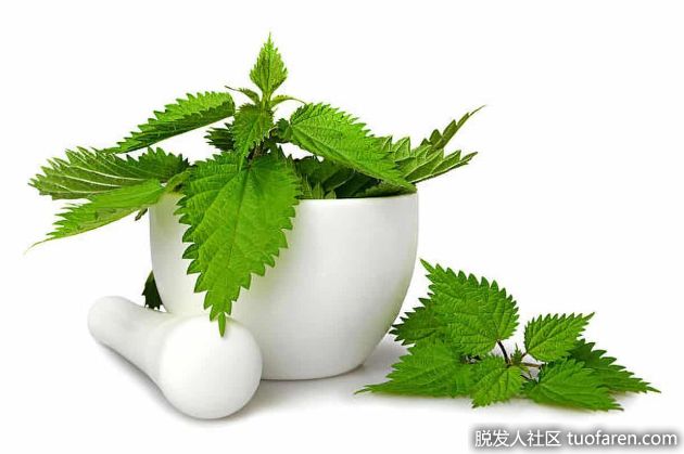 【圖】蕁麻有什麼好處？