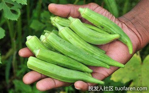 【圖】秋葵含有維生素K嗎？