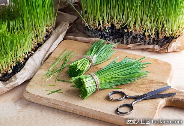 【圖】小麥草中氨基酸的含量