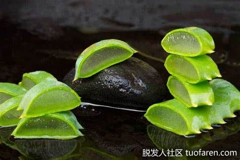 【圖】蘆薈的其他用途