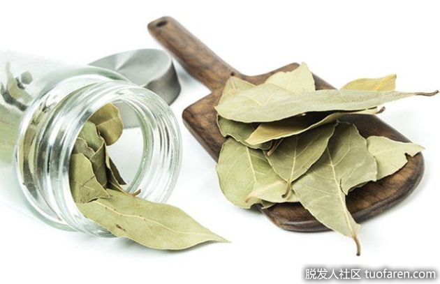 【圖】月桂葉用於頭髮的好處