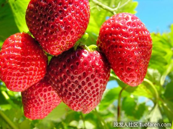 【圖】有利於頭髮生長的水果：草莓