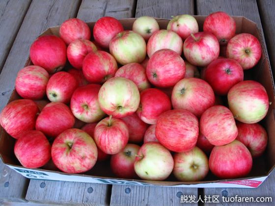 【圖】有利於頭髮生長的水果：蘋果