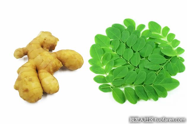 【圖】生薑+辣木葉髮膜