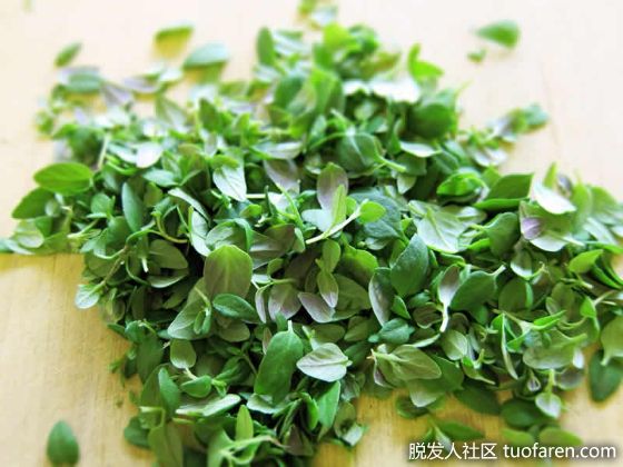 【圖】百里香和牛至-有什麼區別