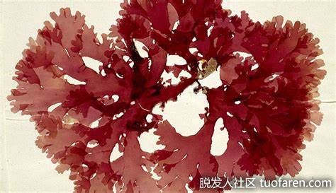 【圖】為什麼紅藻對頭髮有好處？