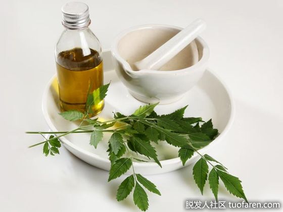 【圖】印楝對頭髮的5個好處