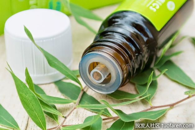 【圖】茶樹油治療頭皮乾燥