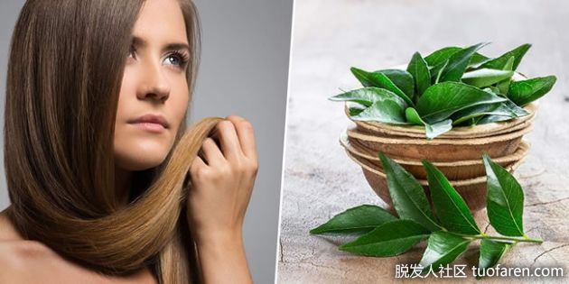 【圖】咖喱葉頭髮生長髮膜