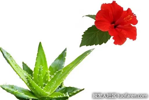 【圖】木槿花和蘆薈減少脱髮