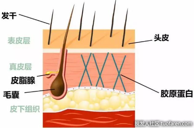【圖】頭皮敏感、油性脱髮、白髮　注意6大頭皮初老變化